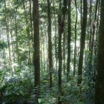 Through the trees, carib_boy Through the trees, carib_boy