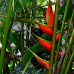 Balisier, DhannyP Balisier, DhannyP