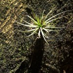 Epiphyte, Marc Seyon Epiphyte, Marc Seyon